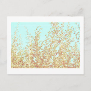 Saltbush Blätter Sky Frame Minimalistische Postcar Postkarte