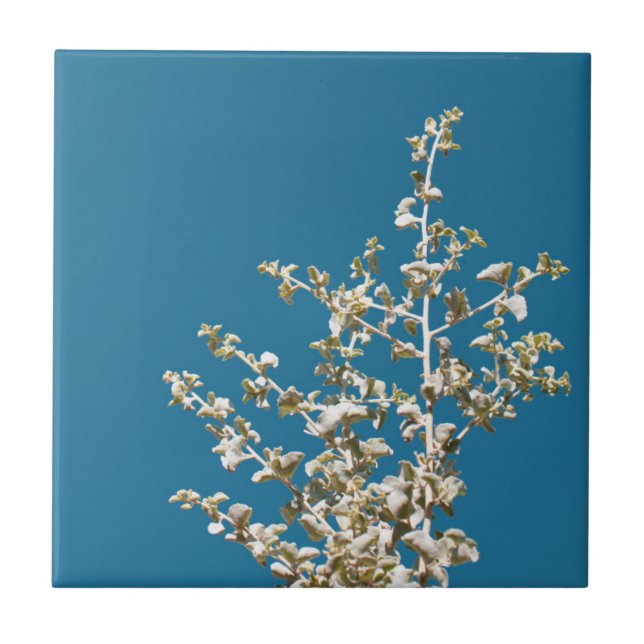 Saltbush Verlasse Sky Frame Minimalistisch Fliese (Vorderseite)