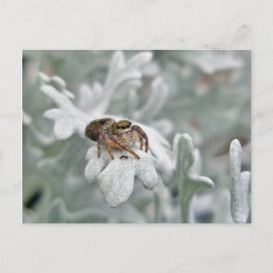 Salticid Jumping Spider auf Dusty Miller Postkarte
