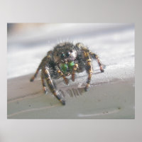 Salticid Jumping Spider Poster