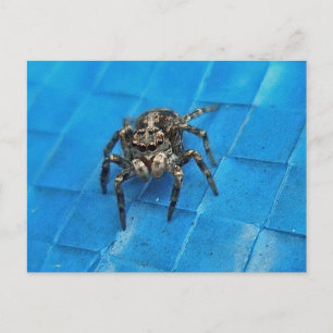 Salticide Black & White Jumping Spider Postcard Postkarte