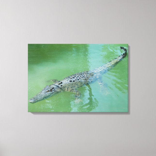 Saltwater Crocodile Leinwanddruck (Vorderseite)