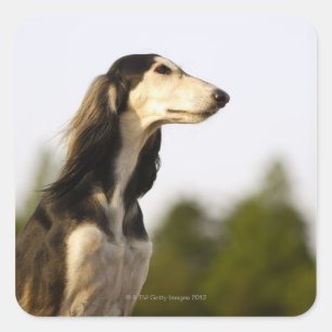 Saluki 2 quadratischer aufkleber