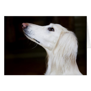 Saluki, das oben schaut