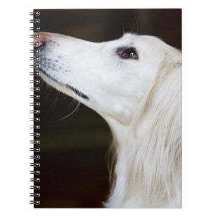Saluki, das oben schaut notizblock