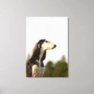 Saluki Leinwanddruck