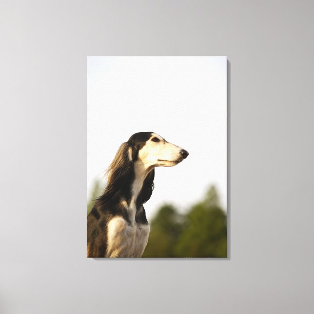 Saluki Leinwanddruck (Vorderseite)