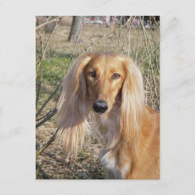saluki.png postkarte (Vorderseite)