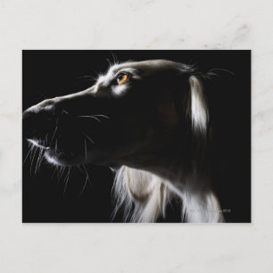 Saluki, Portrait Postkarte
