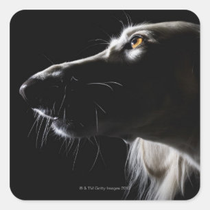 Saluki, Portrait Quadratischer Aufkleber