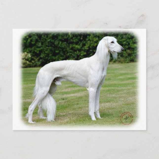 Saluki Postkarte (Vorderseite)