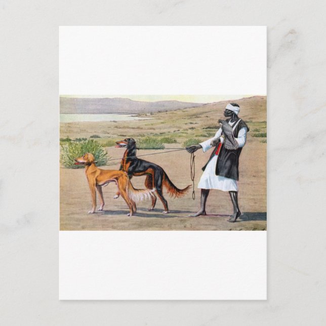 Saluki Postkarte (Vorderseite)
