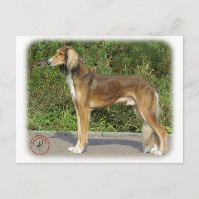 Saluki Postkarte (Vorderseite)