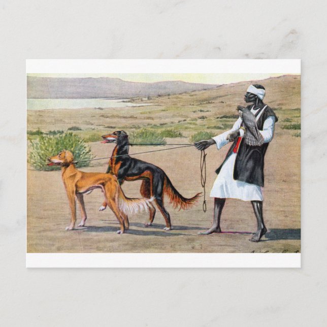 saluki postkarte (Vorderseite)