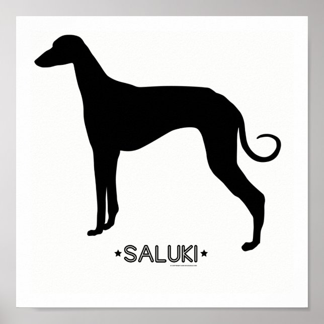 Saluki Print Poster (Vorne)