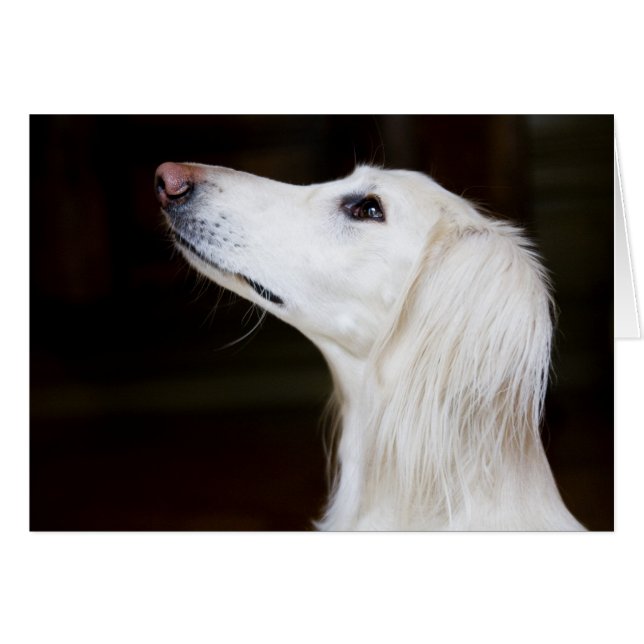 Saluki sucht nach (Vorderseite (Horizontal))