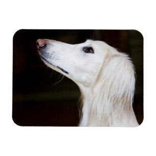 Saluki sucht nach magnet