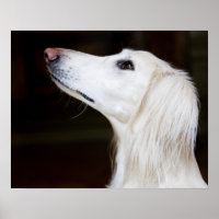 Saluki sucht nach