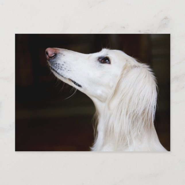 Saluki sucht nach postkarte (Vorderseite)