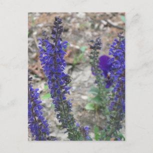 Salvia ~ Erste Blüte Postkarte