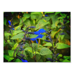 Salvia guaranitica die blauen und schwarzen Blüten Fotodruck