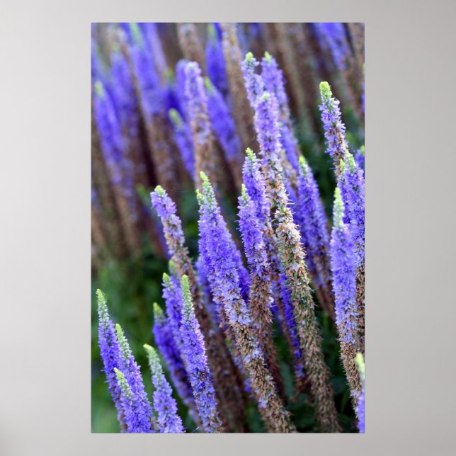 Salvia Poster (Vorne)