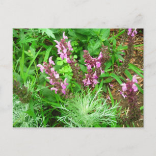 Salvia und Artemesien Postkarte