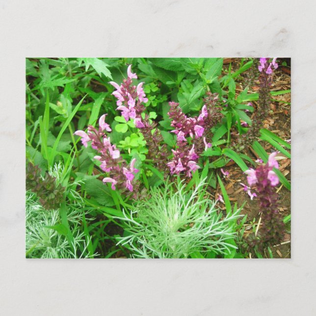 Salvia und Artemesien Postkarte (Vorderseite)