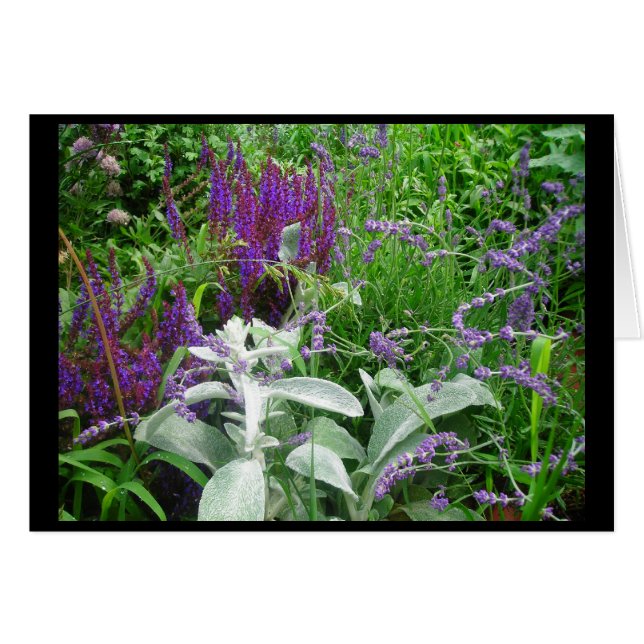 SALVIA UND LAMB (Vorderseite (Horizontal))