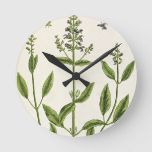 Salviam von 'A Curious Herbal', 1782 (Farbe engr. Runde Wanduhr