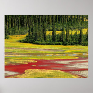 Salz Schlicht & Wald Wood Buffalo Nationalpark Poster
