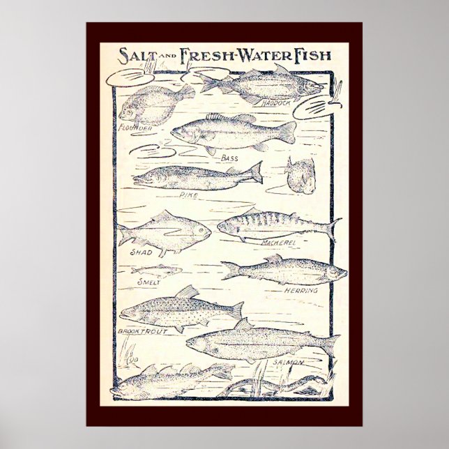 Salz und Süßwasserfisch Poster (Vorne)