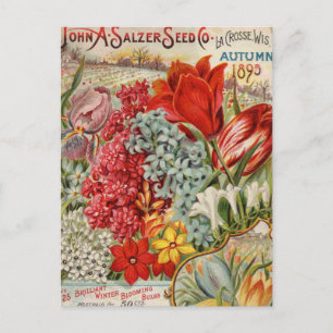 Salzer Blume Saatgut Postkarte