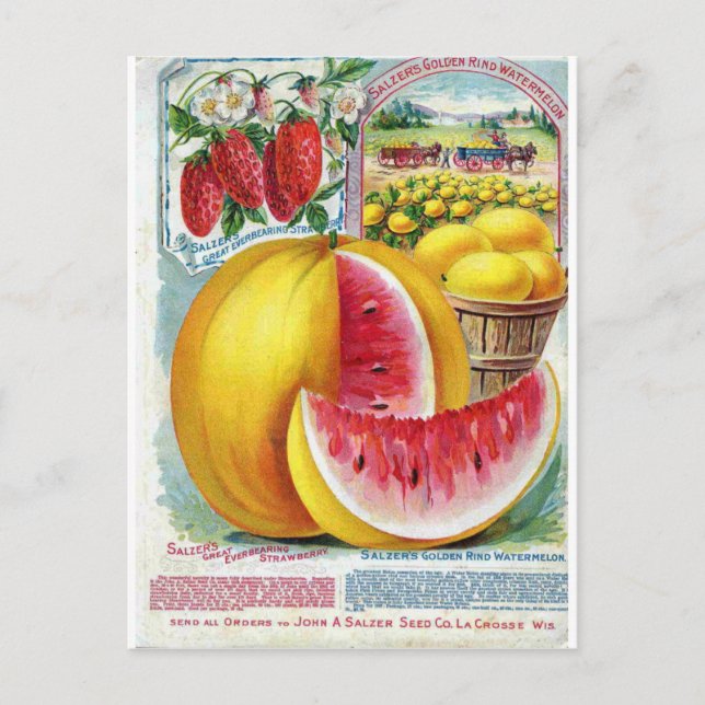 Salzer Watermelons Postkarte (Vorderseite)