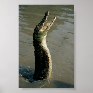 Salzwasser Croc Poster