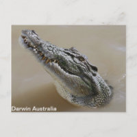 Salzwasser Crocodile Darwin Postcard