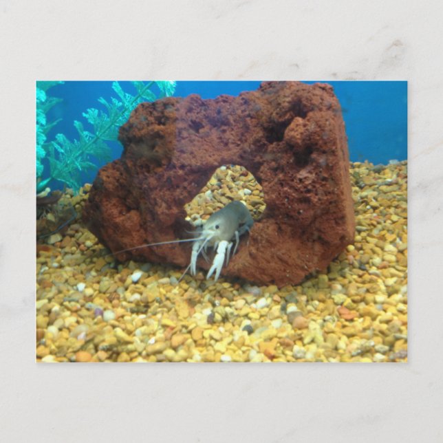 Sam the Blue Hummercrayfish Postkarte (Vorderseite)