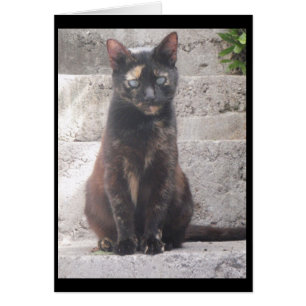 Samantha die Bush-Katze