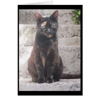 Samantha, die Bush-Katze