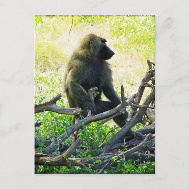Samburu Baboon Postkarte (Vorderseite)