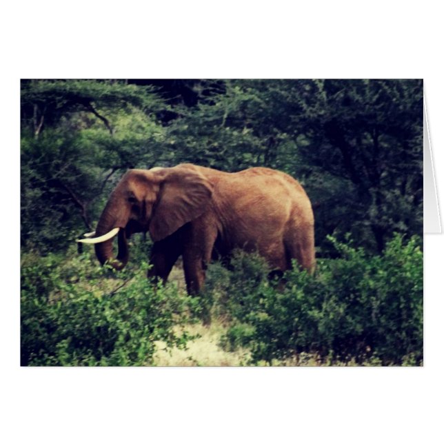 Samburu Elephant (Vorderseite (Horizontal))