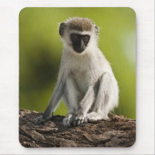 Samburu Game Reserve, Kenia, Vervet-Meerkatze, Mousepad
