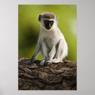 Samburu Game Reserve, Kenia, Vervet-Meerkatze, Poster