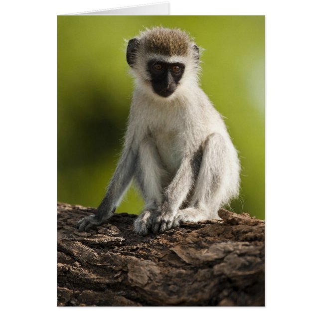 Samburu Game Reserve, Kenia, Vervet Monkey, (Vorne)