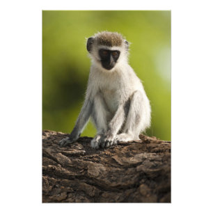 Samburu Game Reserve, Kenia, Vervet Monkey, Fotodruck