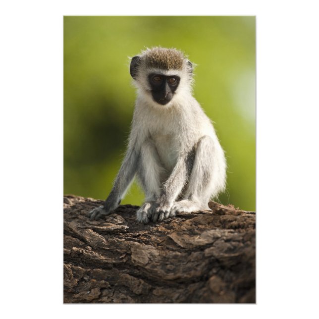 Samburu Game Reserve, Kenia, Vervet Monkey, Fotodruck (Vorne)