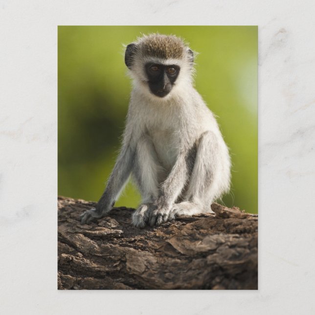 Samburu Game Reserve, Kenia, Vervet Monkey, Postkarte (Vorderseite)