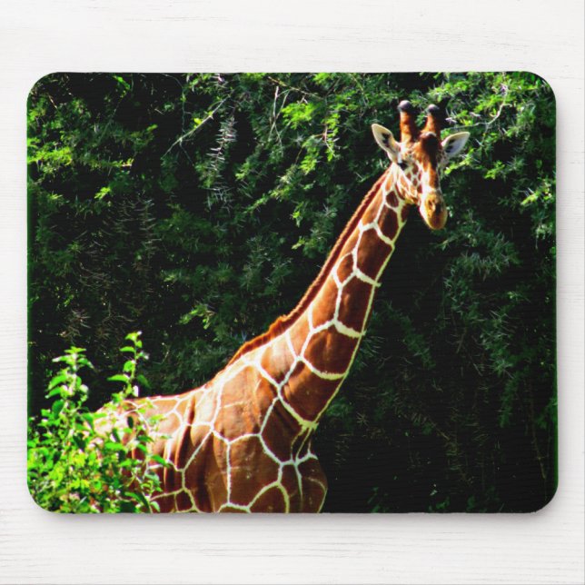 Samburu Giraffe Mousepad (Vorne)
