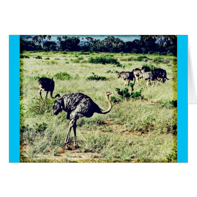 Samburu Ostriches (Vorderseite (Horizontal))