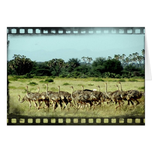 Samburu Ostriches Filmstrip (Vorderseite (Horizontal))